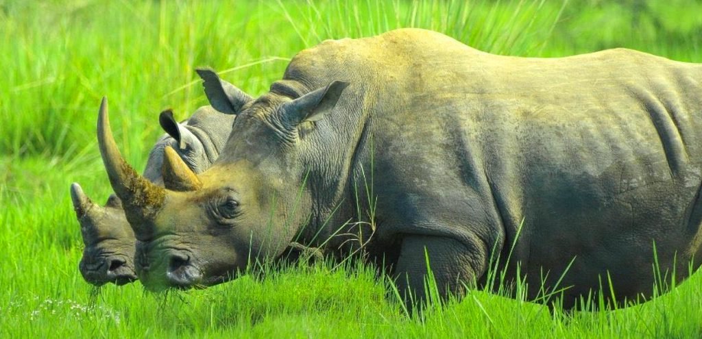 8 DAY UGANDA SAFARI