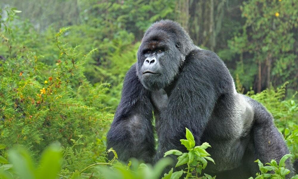 Uganda Wildlife Safari