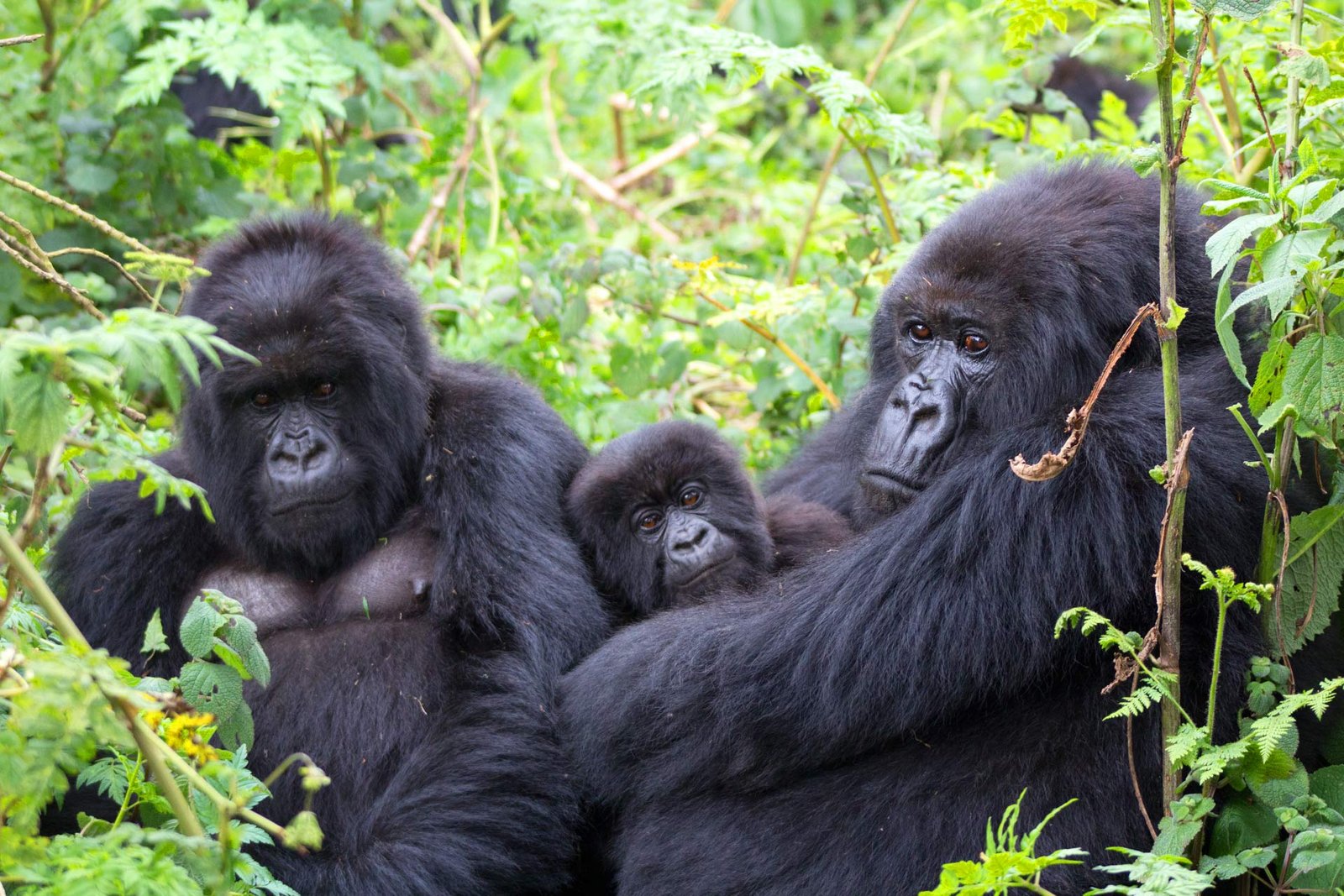 Safari Highlight Photo