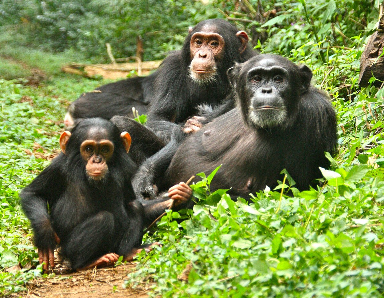 8-Day Uganda Primate Safari
