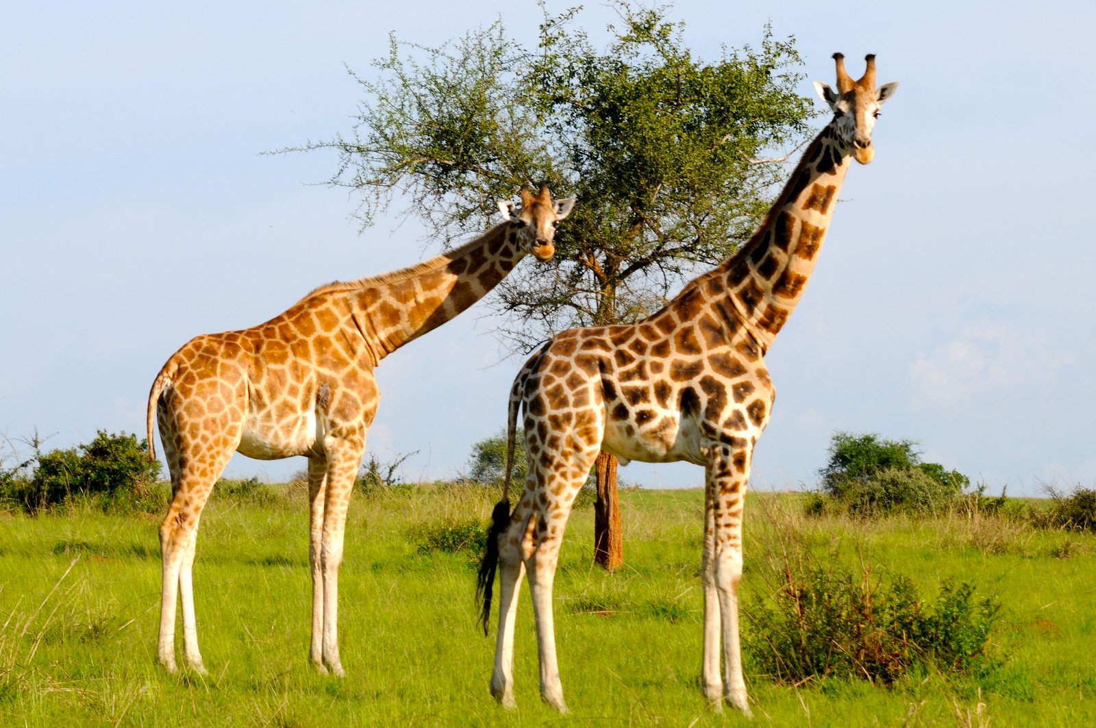 Safari Highlight Photo