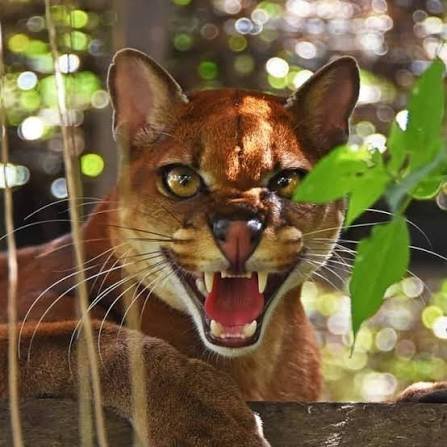 Safari Highlight Photo