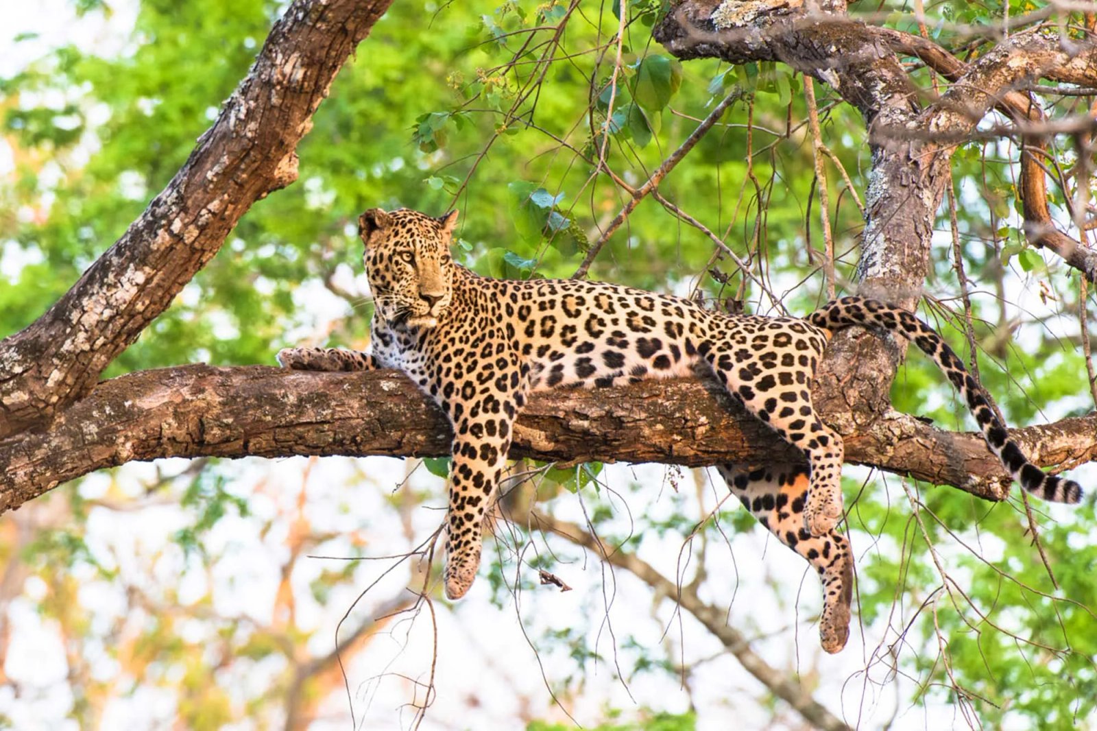 Safari Highlight Photo