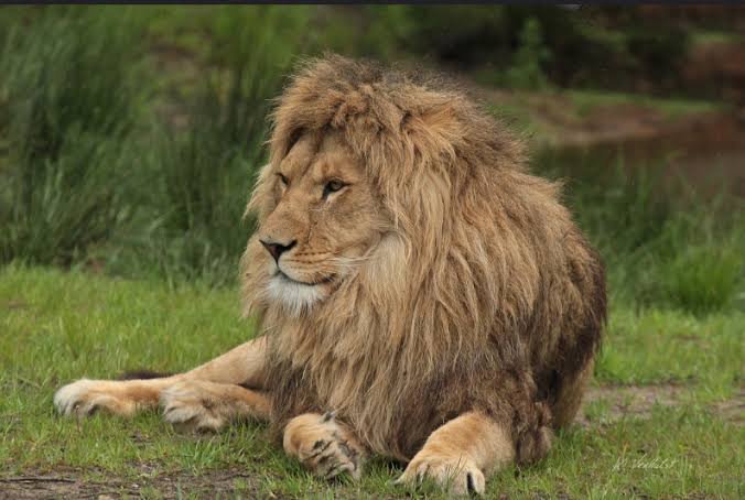Safari Highlight Photo