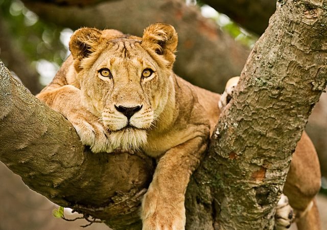 Safari Highlight Photo