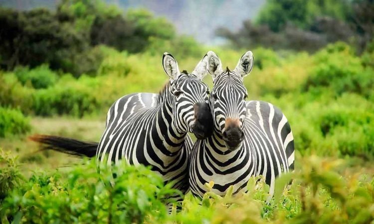 14-DAY UGANDA SAFARI