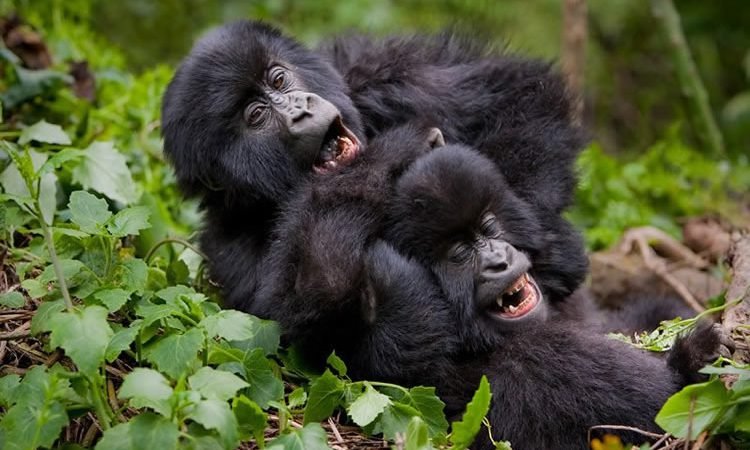 3-Day Rwanda – Uganda Gorilla Trekking Safari