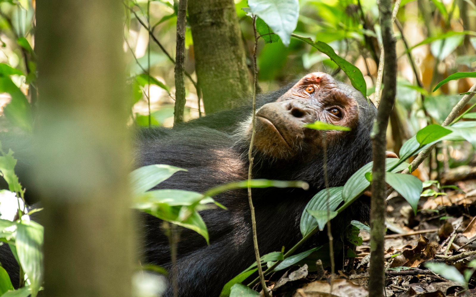 12-Day Uganda Safari