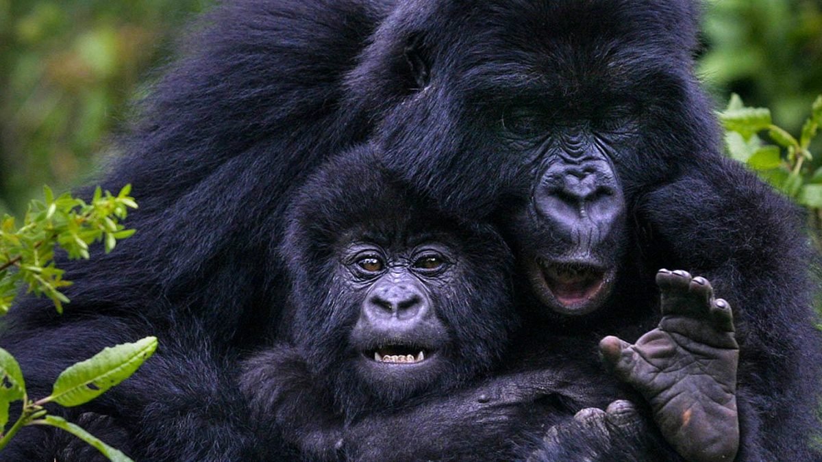 4-Day Rwanda – Uganda Gorilla Safari