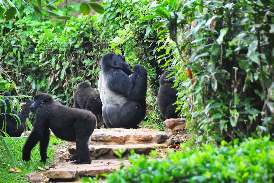 6-Day Uganda–Rwanda Gorilla Safari