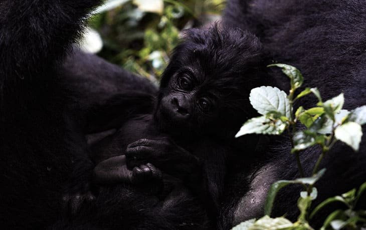 8-Day Uganda–Rwanda Safari