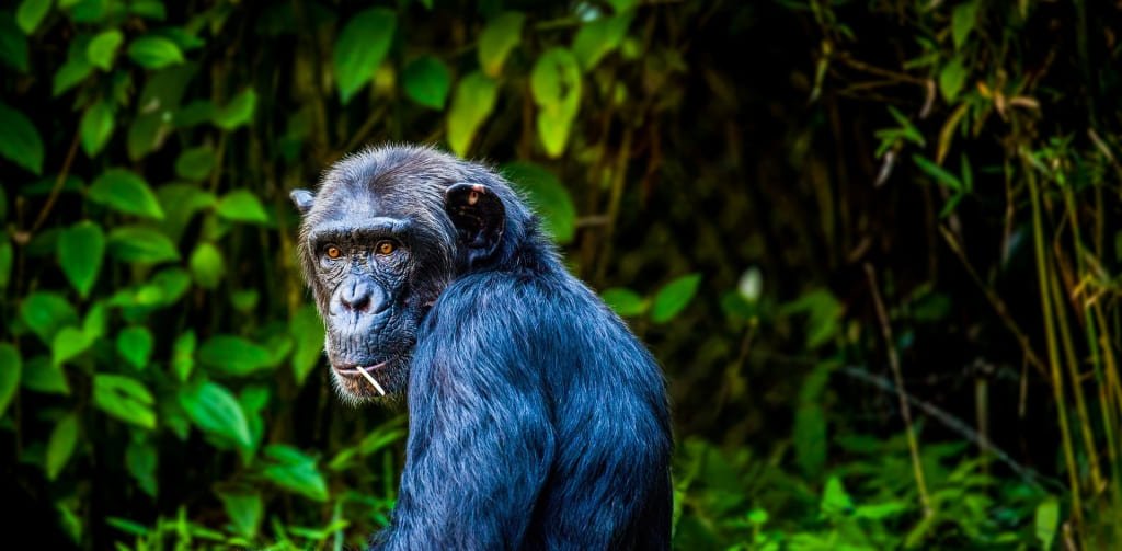 11-Day Rwanda–Uganda Wildlife, Gorilla & Chimpanzee Safari